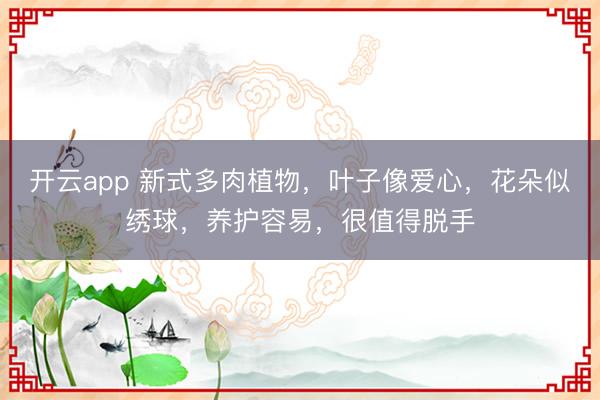 开云app 新式多肉植物，叶子像爱心，花朵似绣球，养护容易，很值得脱手
